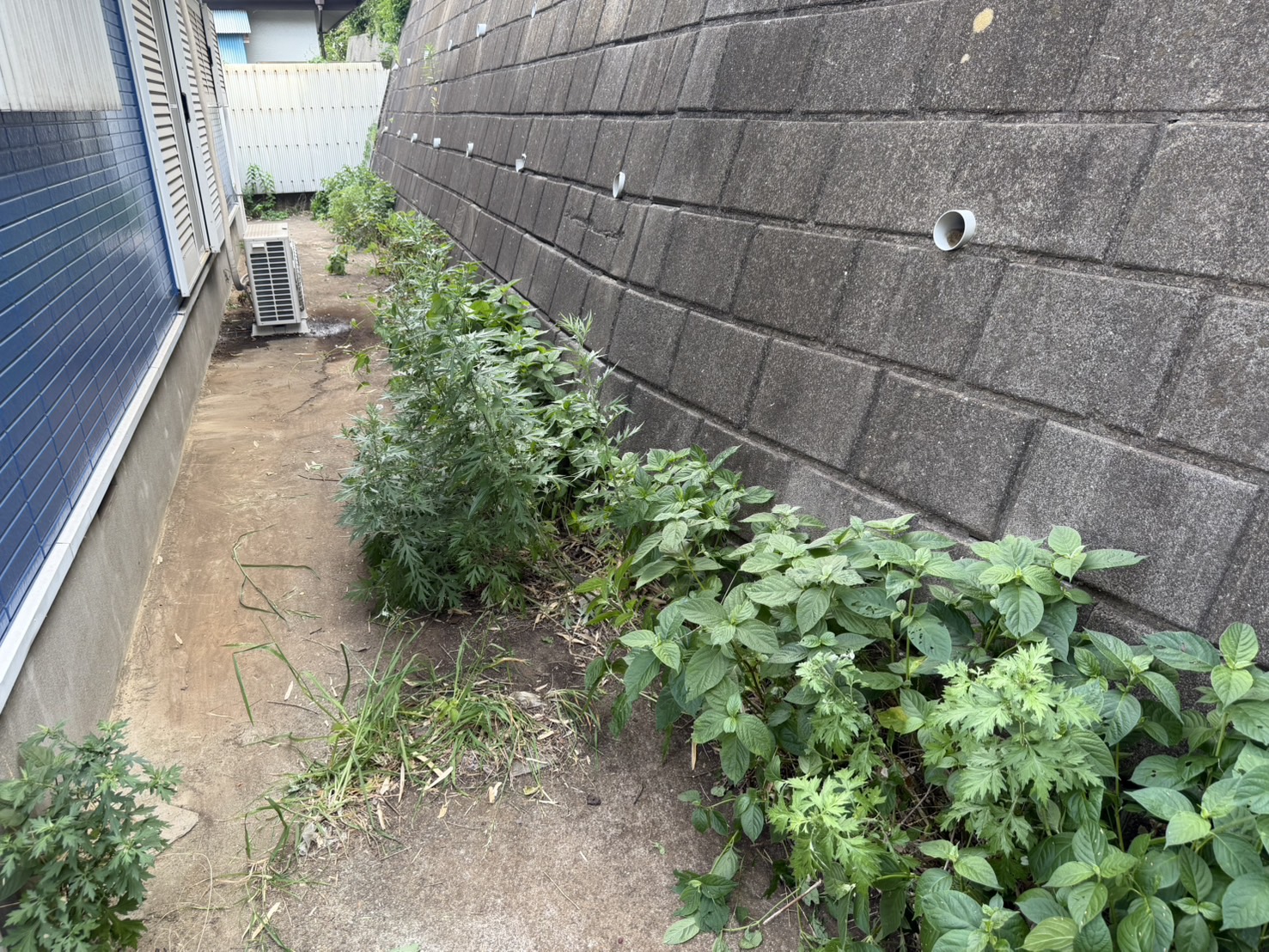 落ち葉清掃でアパート周りもスッキリ